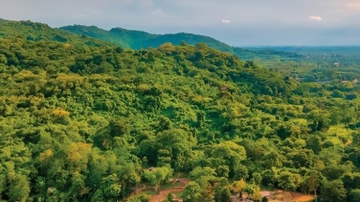 Forests support Humans in the Climate Battle