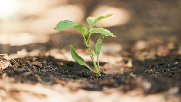 How Climate Change affects nutrition 