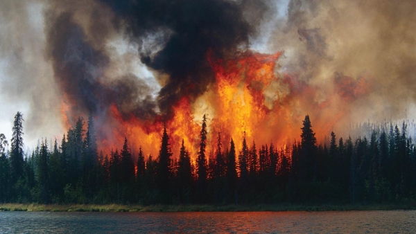 Harnessing Artificial Intelligence: The Battle Against Forest Fires Enters the Digital Age