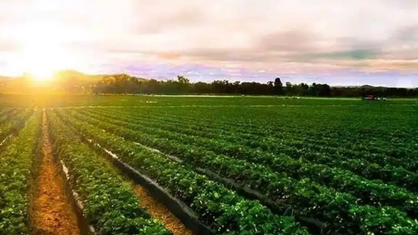 Egypt's green economy, ongoing efforts to protect the environment